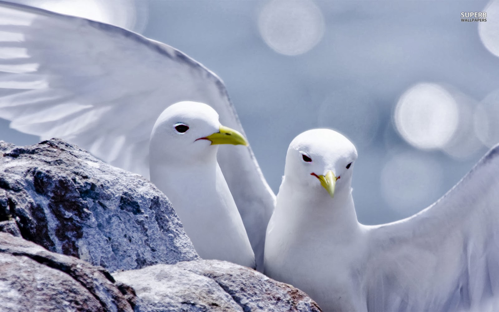 Beautiful Wallpapers Kittiwakes Wallpapers