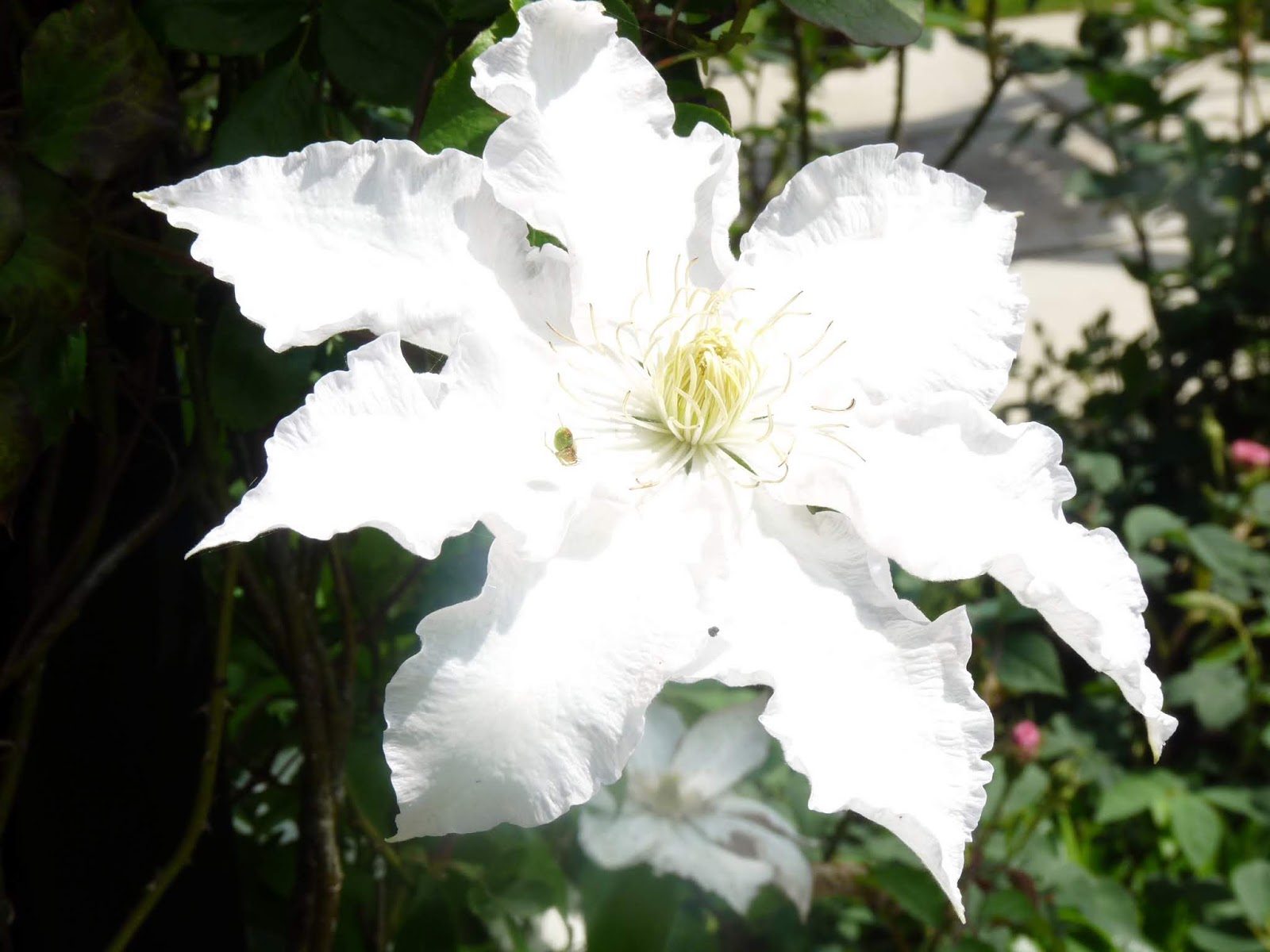 What Am I Allergic To What If You Are Allergic To Fragrances?