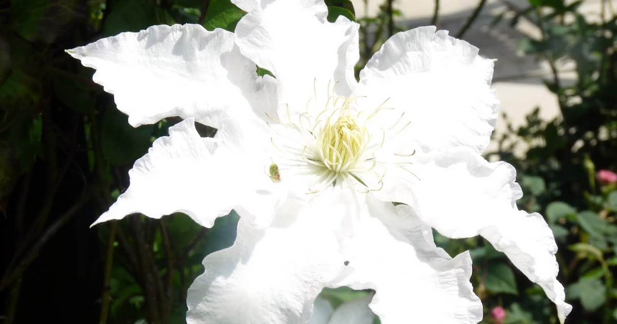 What Am I Allergic To What If You Are Allergic To Fragrances?