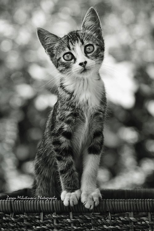 Zoran Milutinovic zoranphoto deviantart fotografia gatos fofos bichanos meigos gatinhos fofura animais estimação