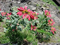  merupakan tanaman hias yang asalnya dari Mexico ini dapat ditemukan dari  Manfaat Pohon Merah