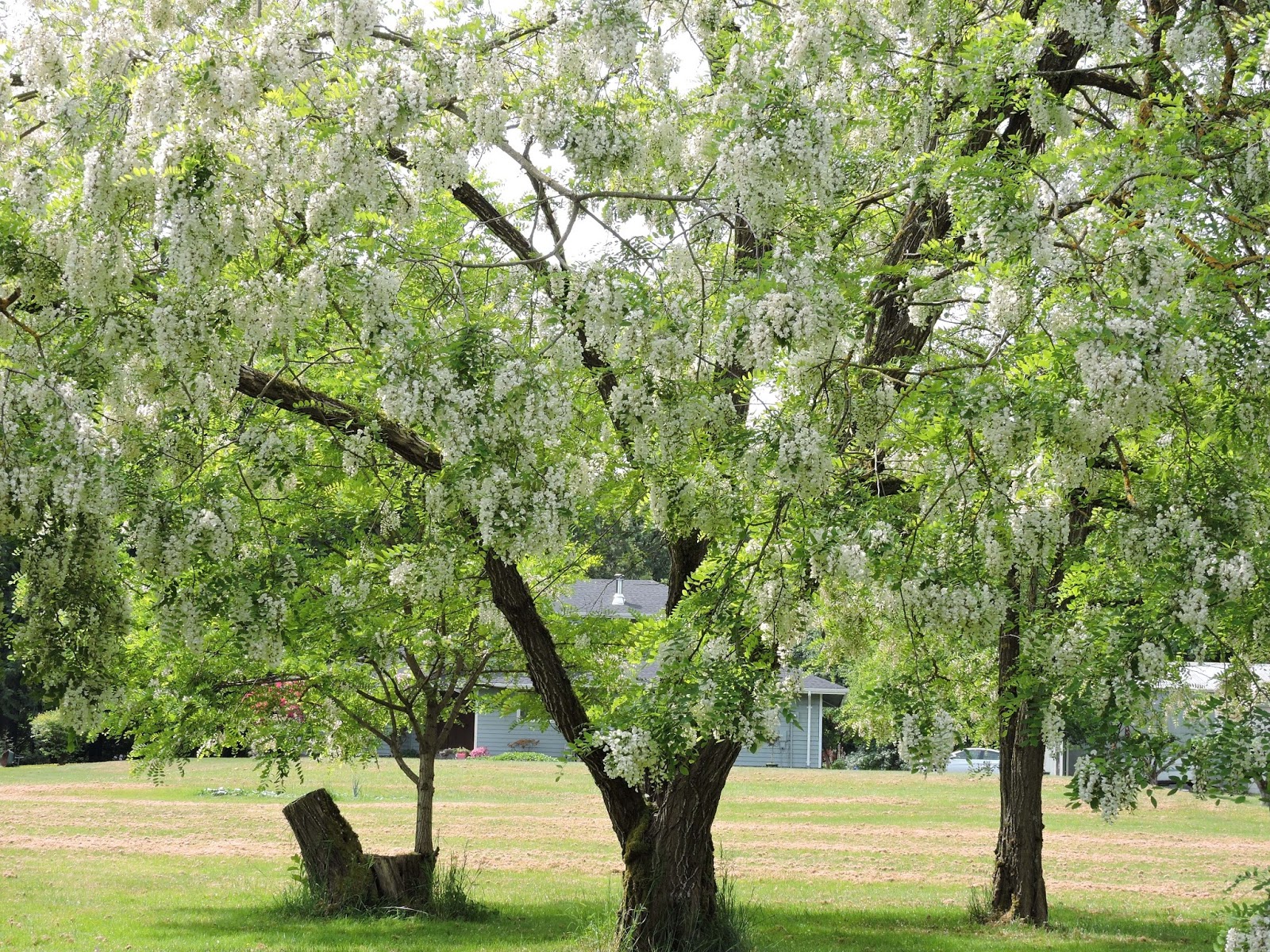 Scene Through My Eyes Locust Trees