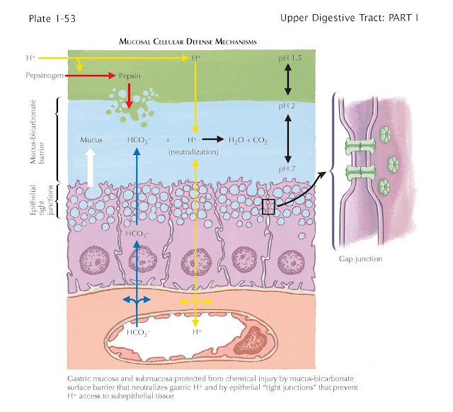 Epithelial Cell Defense Mechanisms of the Digestive System