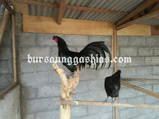 Jual ayam hias black sumatra