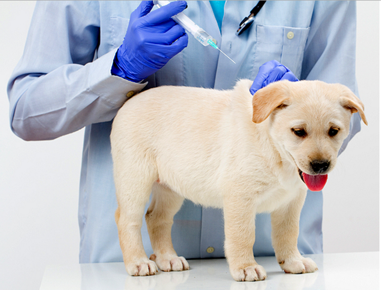 vacinando-cao-vaccine-dog