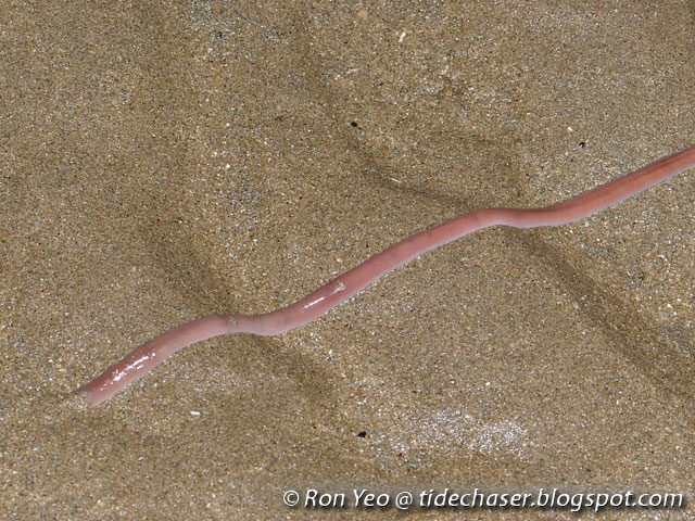 tiDE cHAsER: Ribbon Worms (Phylum Nemertea) of Singapore
