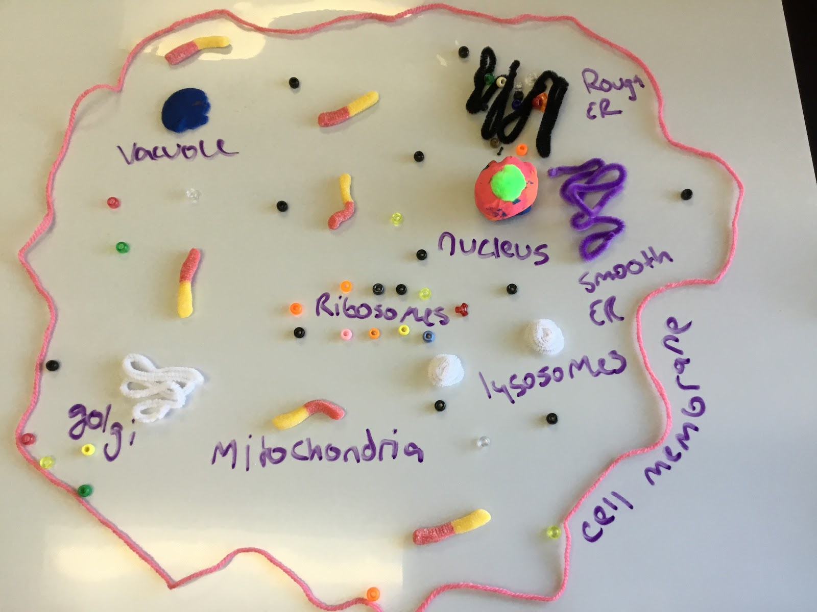 Biology by the Math Mom: Introducing the Cell Cycle Biology Diagrams