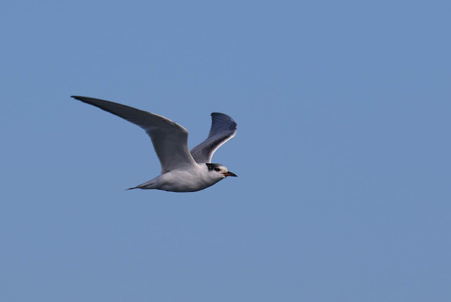 Common Tern at Imperial Beach, California