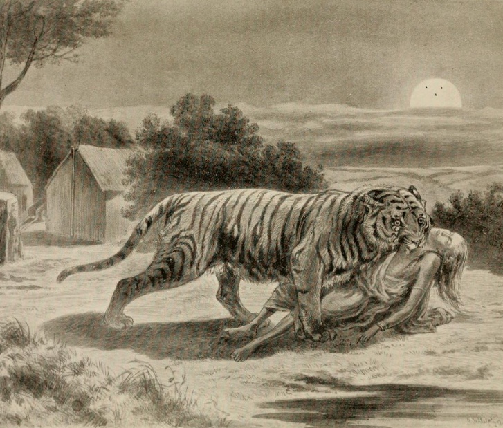 Explore Indialand: The Man-Eating Tigers of Sunderbans : The reasons behind