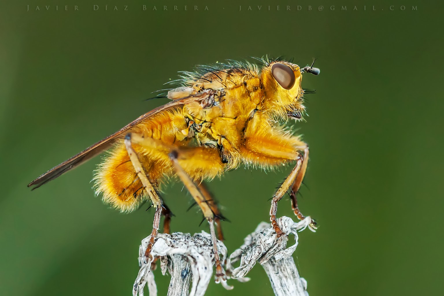 Bichos y plantas de León Scathophagidae