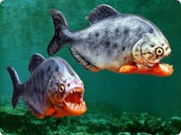 ماذا تعرف عن  سمكة البيرانا(piranha)