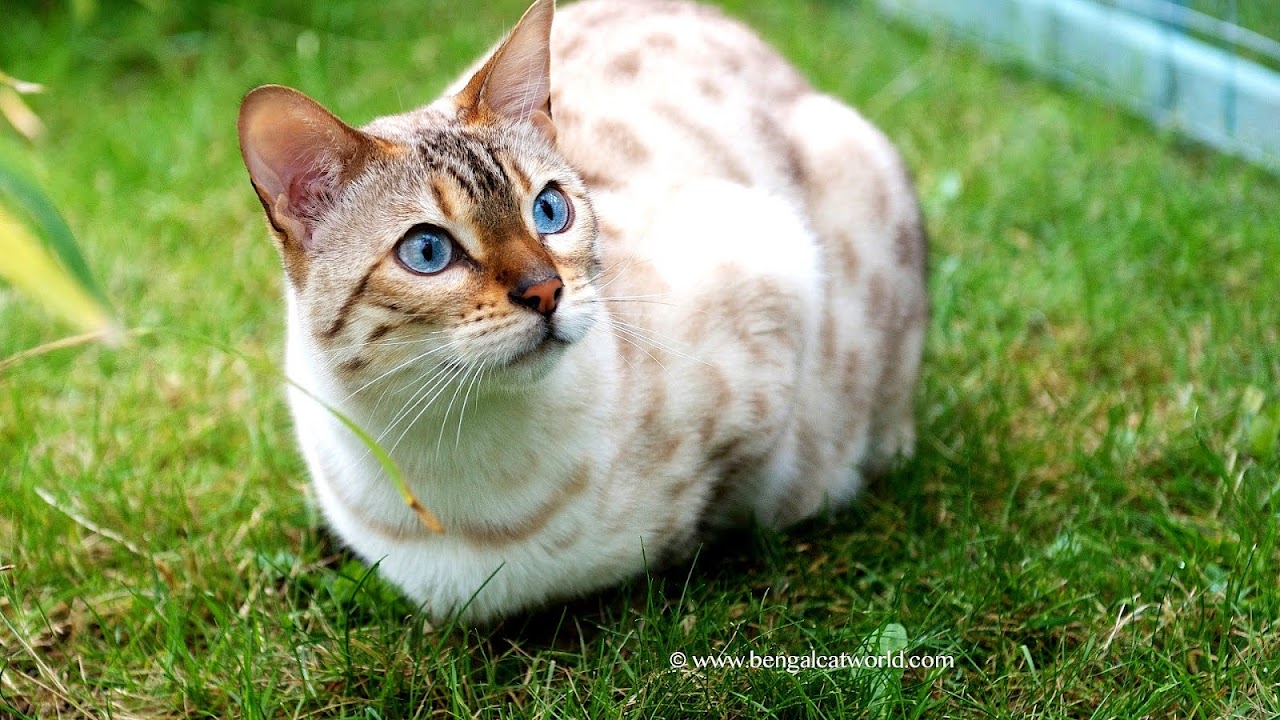 Blue Bengal Cat Cat Choices