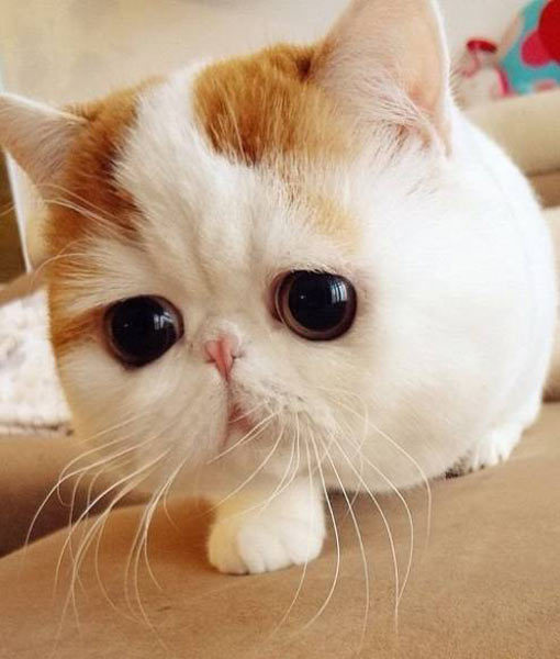 Oh Si Mata Bulat: COMEL! 5 Gambar Kucing Paling Comel