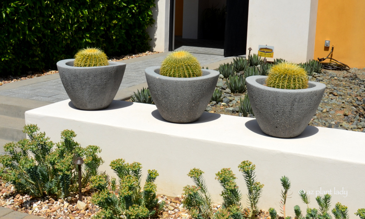 How to Fertilize Cactus and Succulents in Containers Ramblings from a