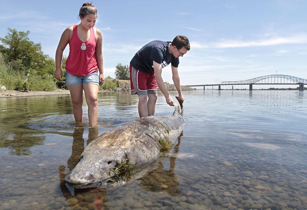 A View from the Beach Sturgeons Throw Scientists A Curve