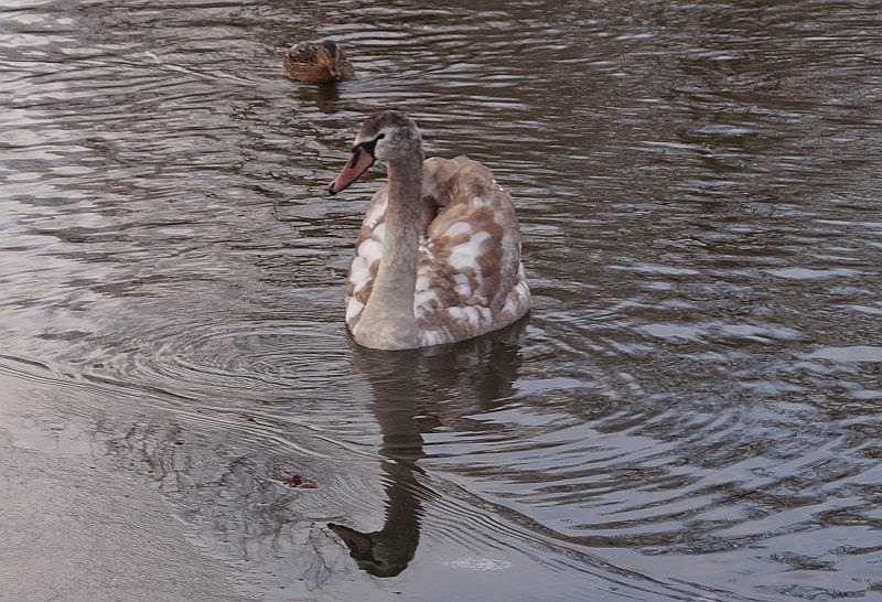 Naturwunder Schwäne auf dem Pethauer Teich... (bei Zittau