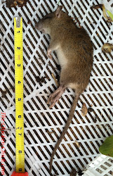 chicken feeders feed coop grandpa run chick money feeder chickens mice keep protect save poultry mouse trough trap disease nasty