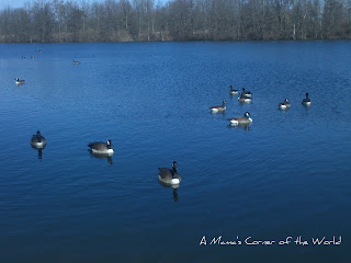 Canadian geese on Shrock Lake from http://www.amamascorneroftheworld.com