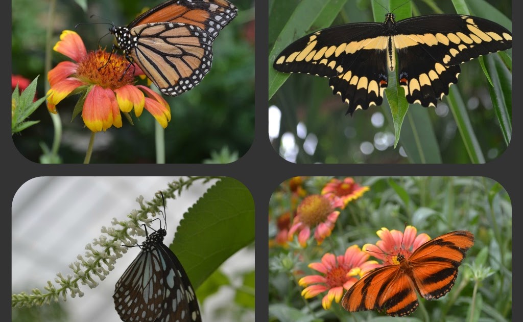 Come Together Kids: Butterflies at Brookside Gardens (Wheaton, MD)