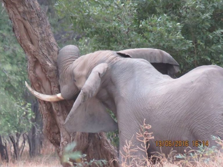 Elephant Who Was Shot In Forehead Approaches Humans For Help