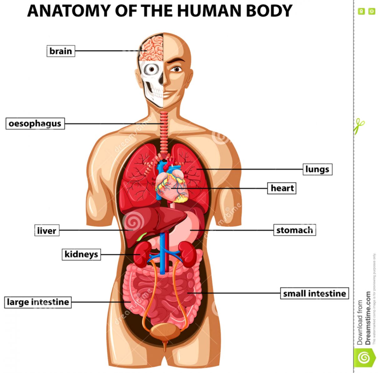Anatomy Chart Organs