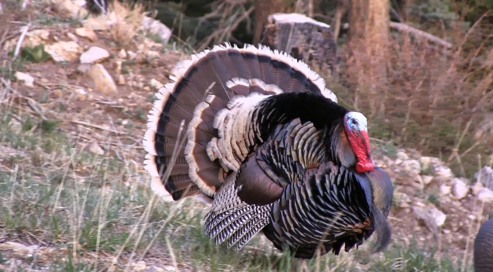 Jay Scott Outdoors Darr Colburn's AZ Archery Gould's Turkey Hunt Photos