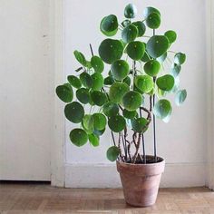 money plant