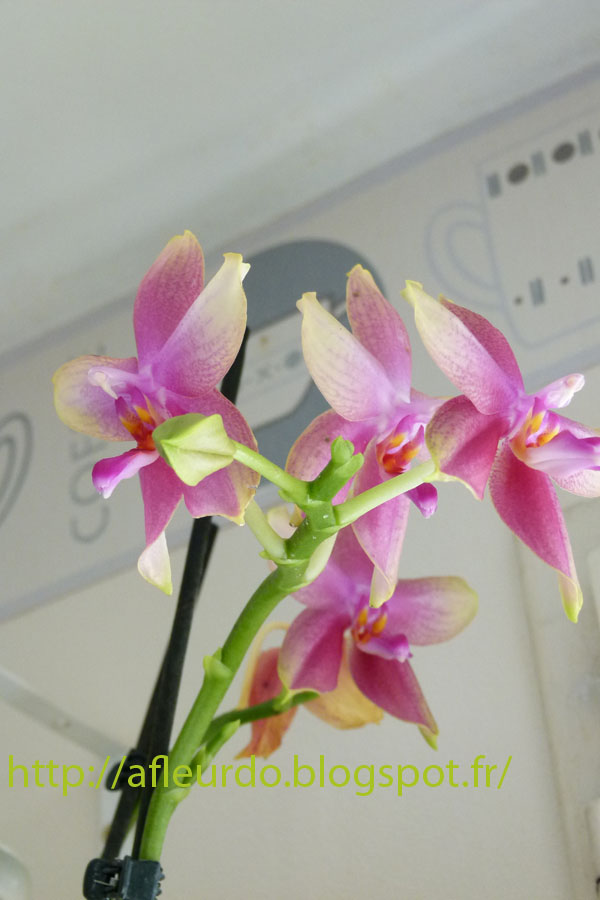 A Fleur d'Ô: Phalaenopsis Liodoro