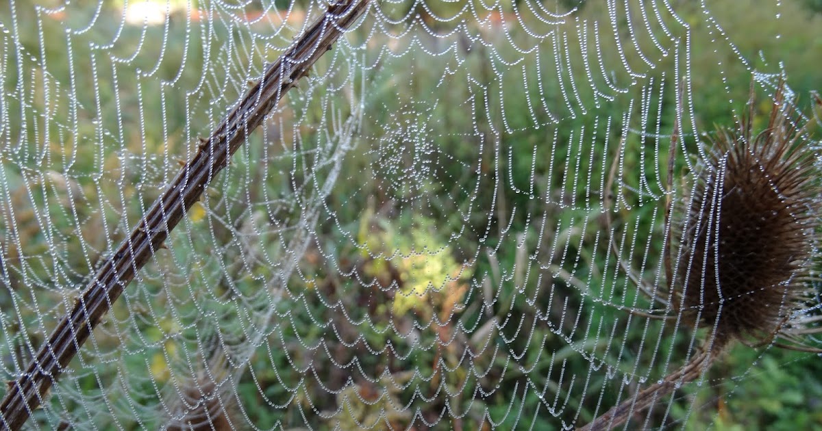 leg uit plaag ozon oog voor de natuur: Bedauwd spinnenweb in natuurtuin Oranjepolder
