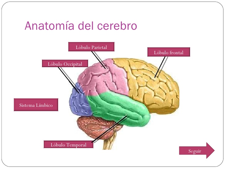 Cerebro система управления проектами