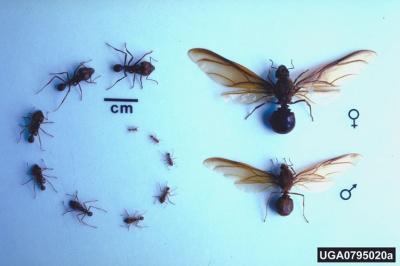 Resultado de imagen para hormigas chicatanas