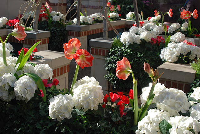 Amaryllis and hydrangeas atop the children's maze... more on this magical conservatory area later!