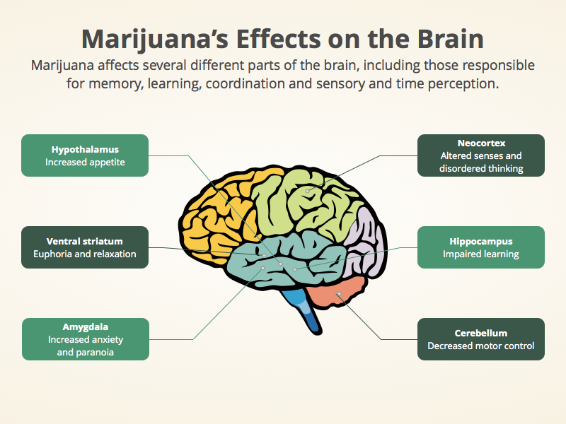 Марихуана мозг марихуана это плохо