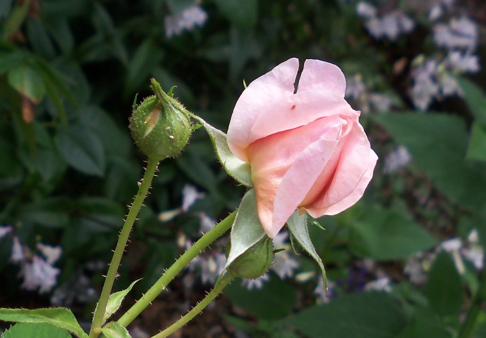 The Essential Herbal Blog Rosebuds. Gather them.