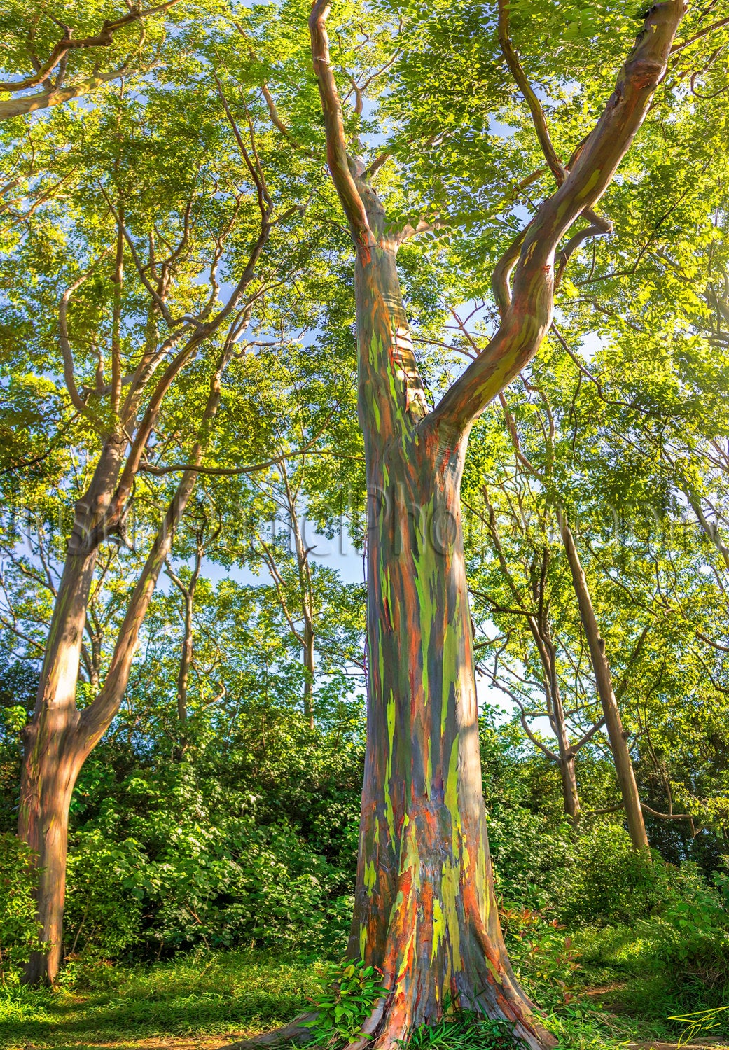 Yorkshire Florist Rainbow Eucalyptus Trees Eucalyptus Deglupta