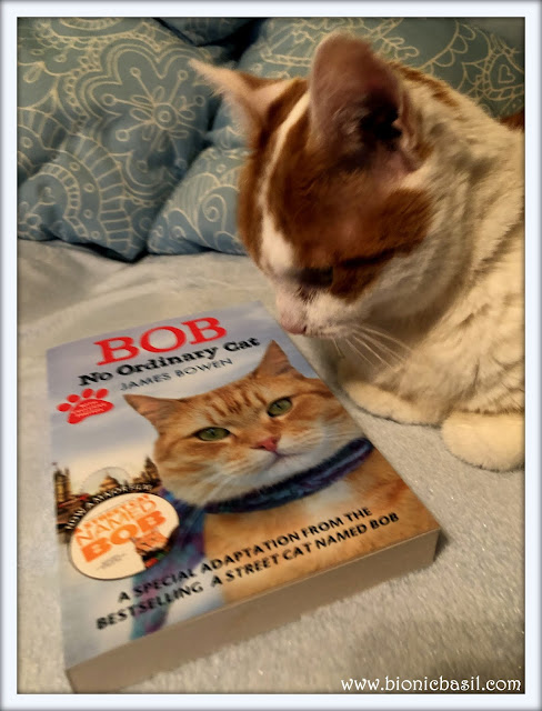 Amber - Bob No Ordinary Cat Give Away ©BionicBasil®Feline Fiction on Fridays
