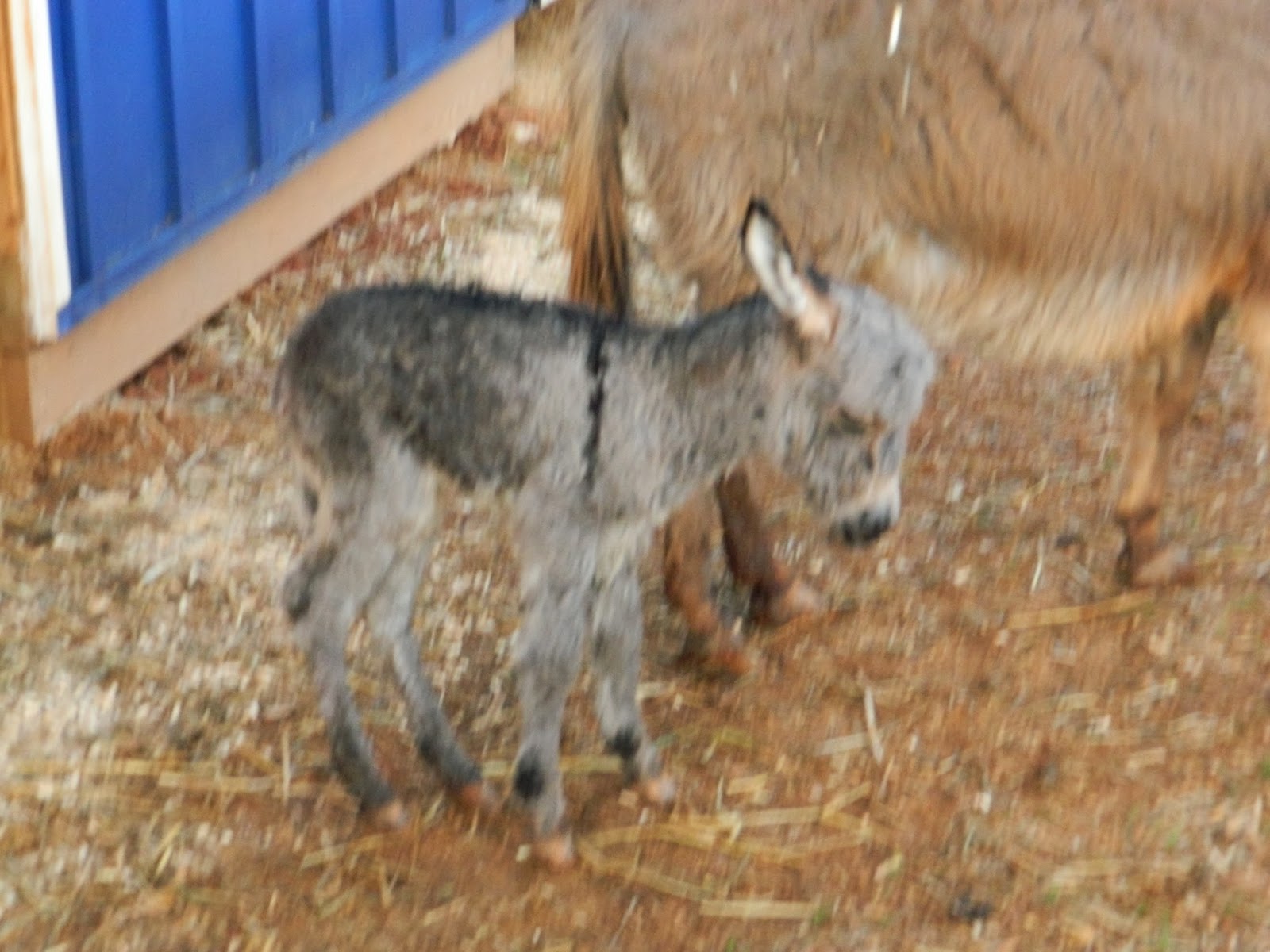 Hand Raising a Miniature Donkey Foal