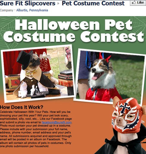  Most Popular Pets At Home Halloween Competition 16+ Most Popular Pets At Home Halloween Competition