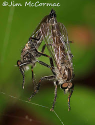 flies fly biodiversity birds ohio