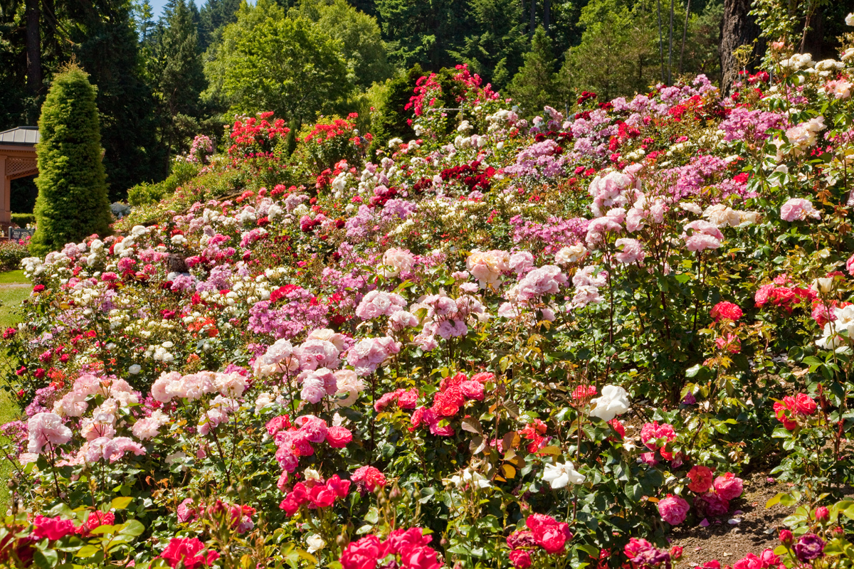 Cottage Grove Garden Club Spring Pruning Roses