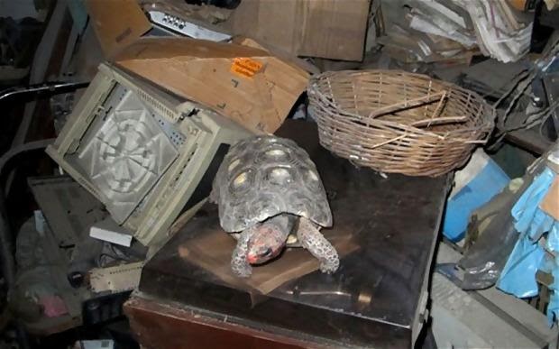 Family Cleaned Their Storage Room And Found Their Tortoise, Missing Since 1982