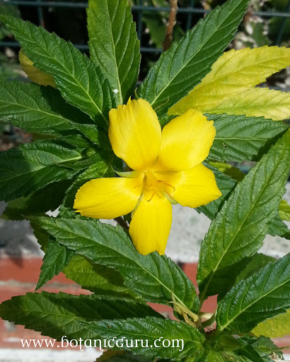 Turnera ulmifolia, Yellow Alder flower