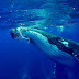 Astounding Video Of Humpback Whale Protecting Diver From Nearby Shark