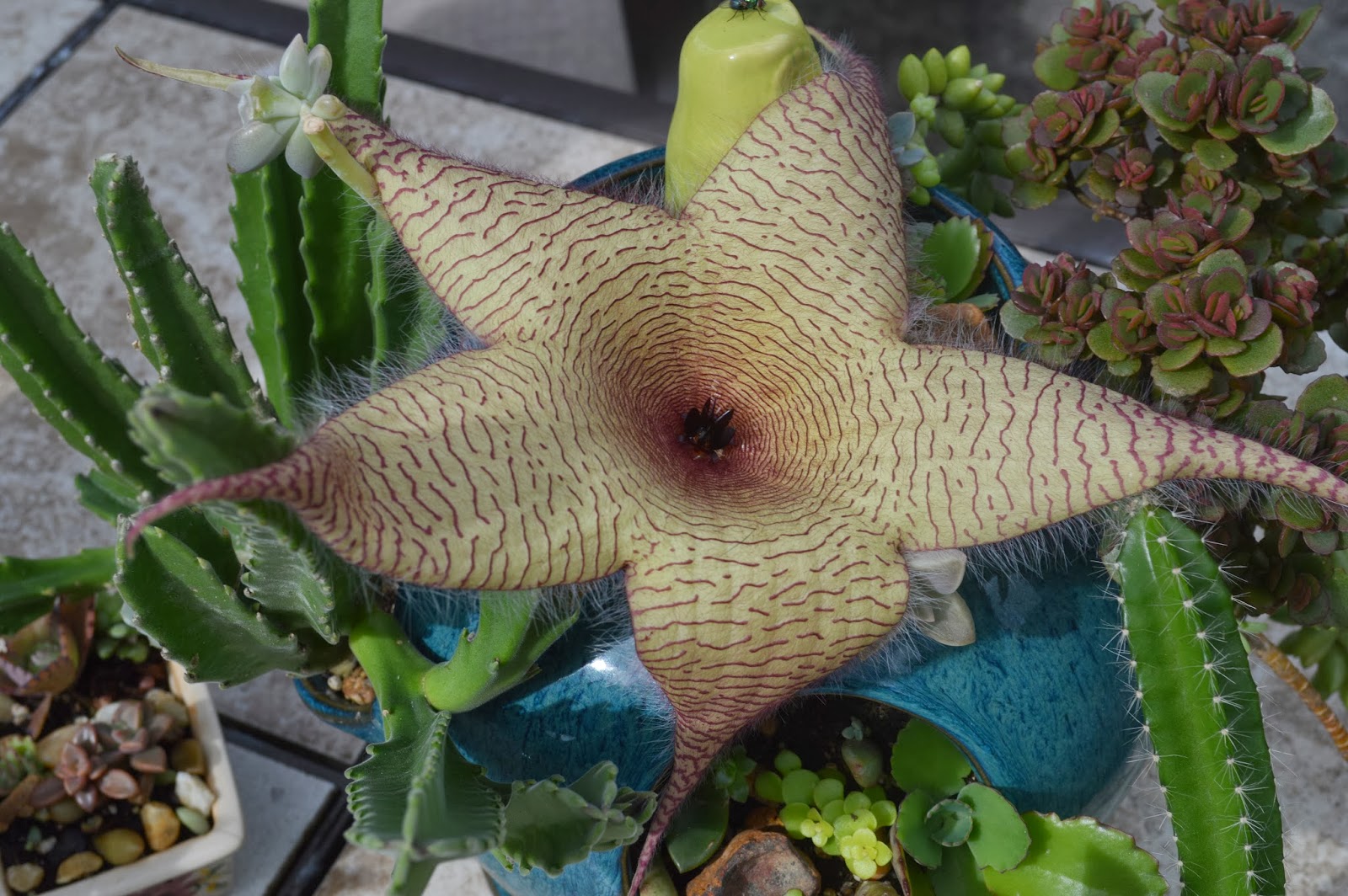 The Stapelia gigantea Cactus Flower (Carrion flower)