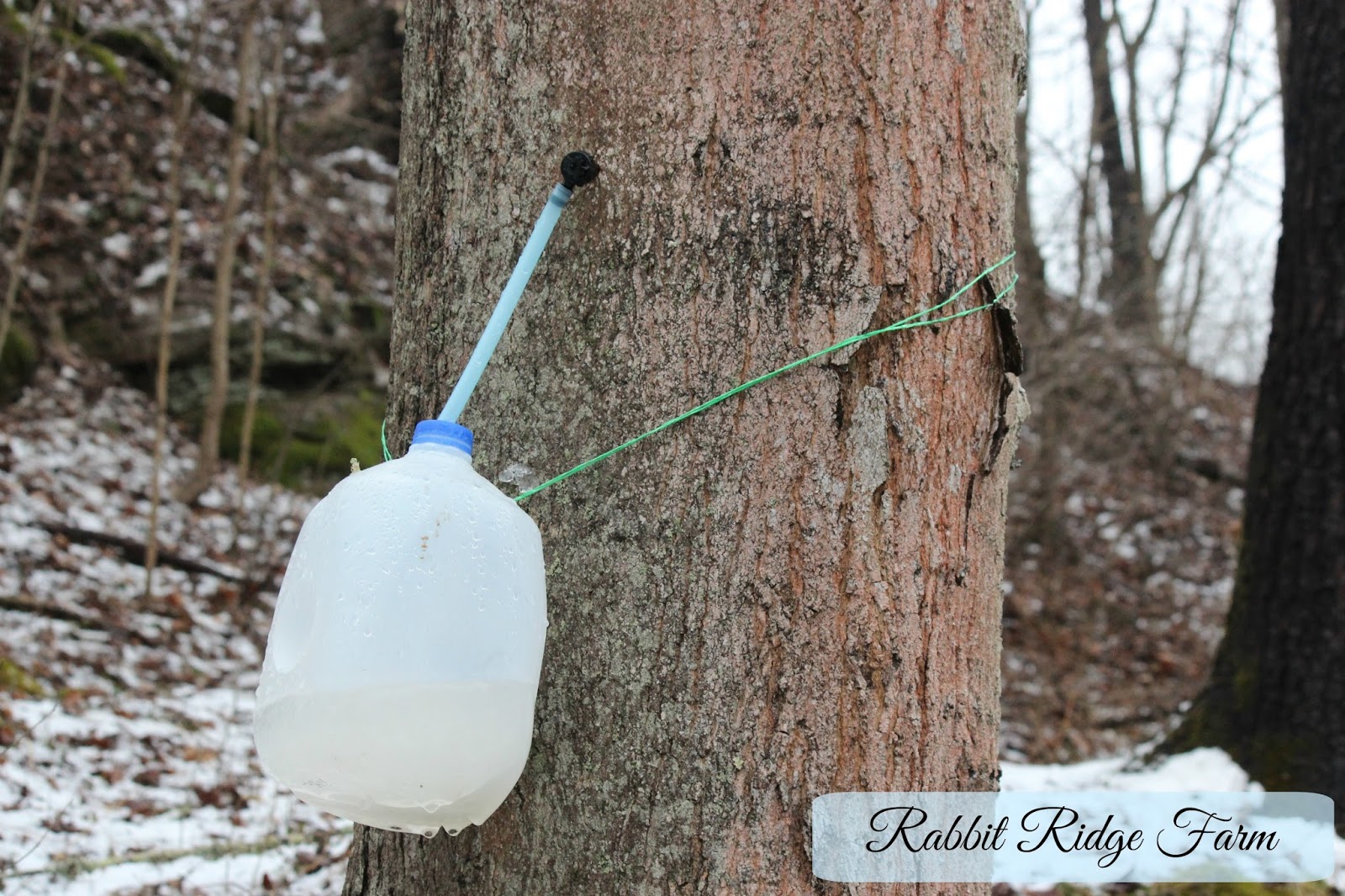 Tapping Trees for Syrup