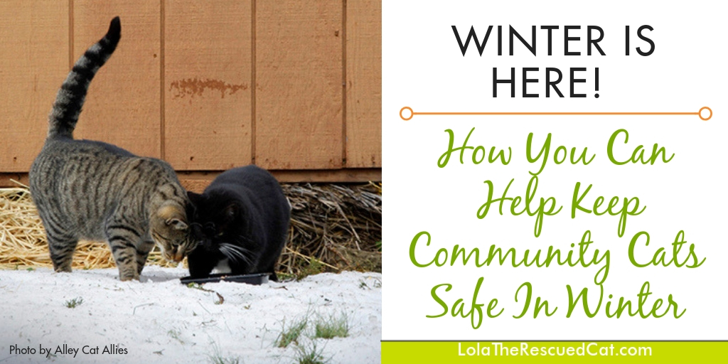 Keeping Community Cats Safe in Winter - dog and cat pet