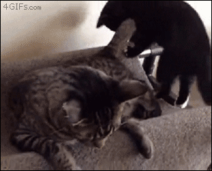 Funny cats - part 278, best funny cat gif, adorable cat gif