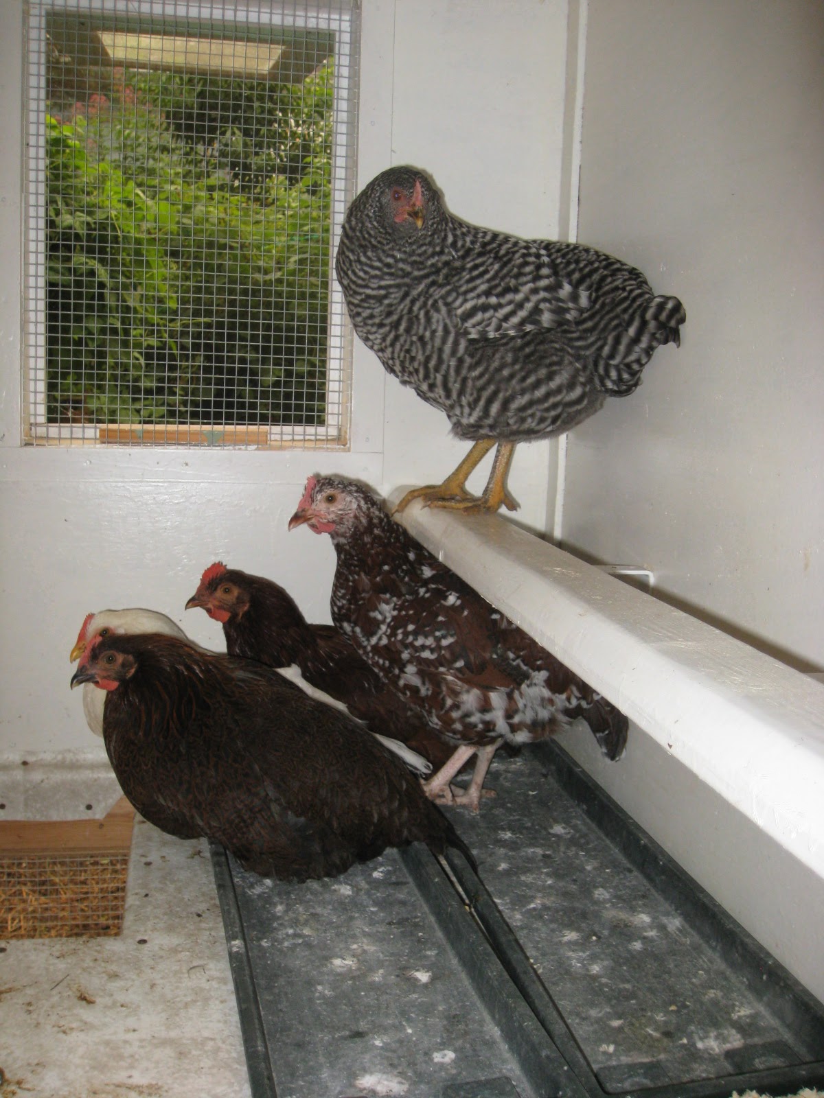 Red Bucket Farm Poopy Chicken Butt