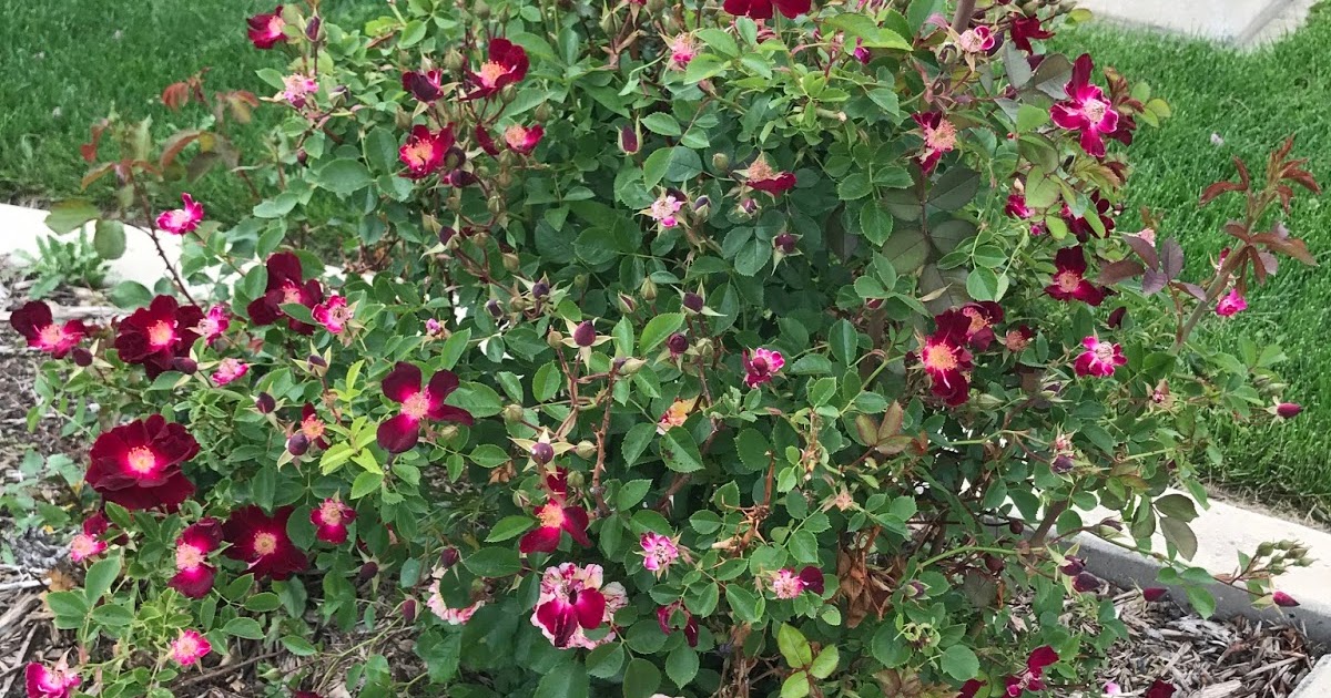 Garden with Betty Cahill: June Rose Blooms and The Rocky Mountain ...