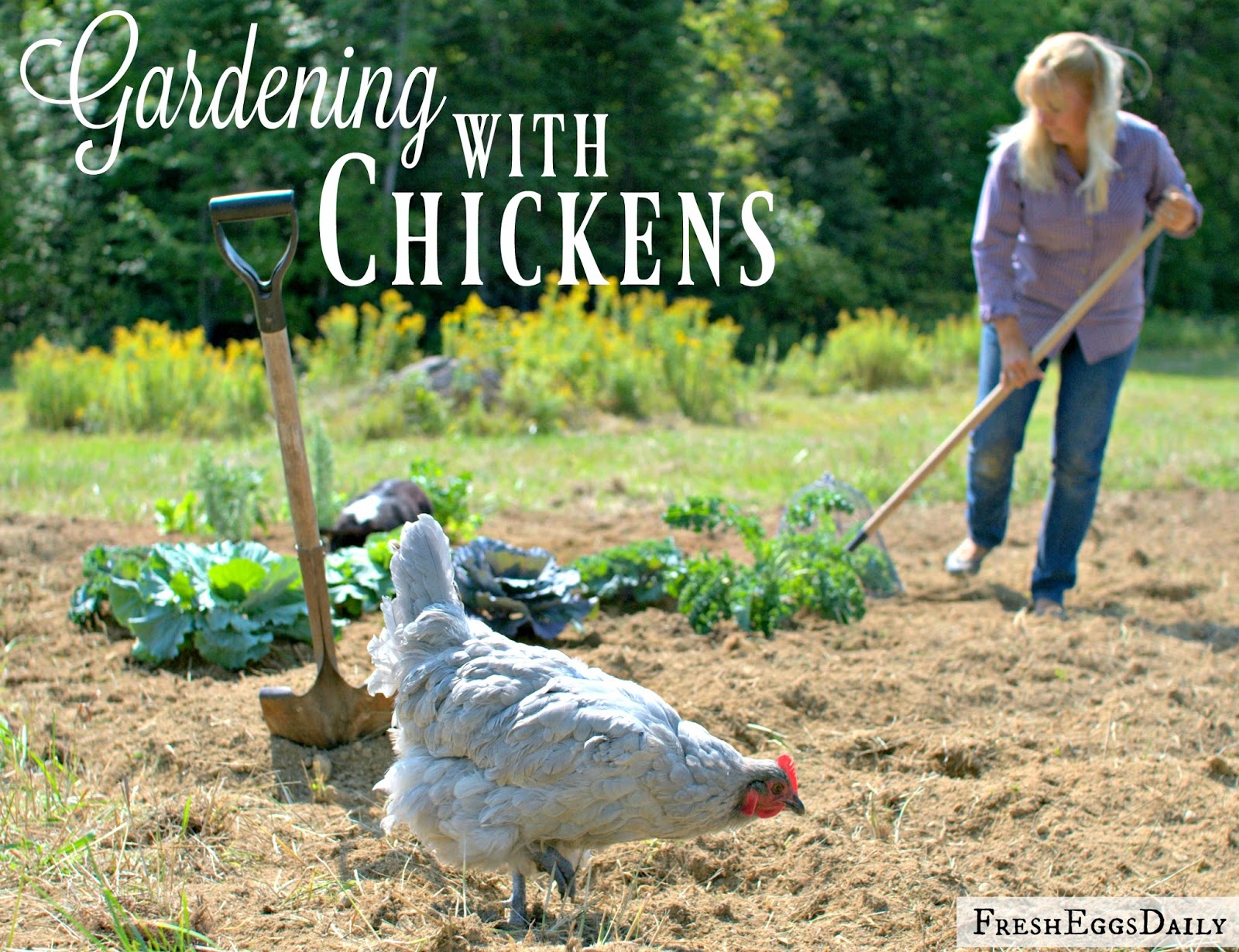 Gardening with Chickens Fresh Eggs Daily®